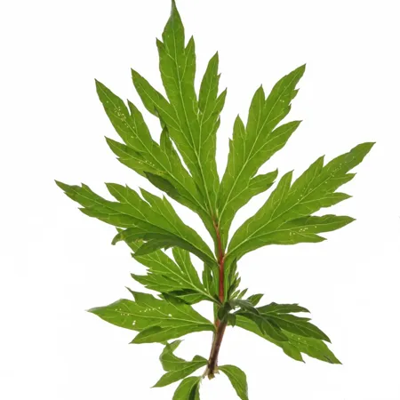 Davana Essential Oil 1