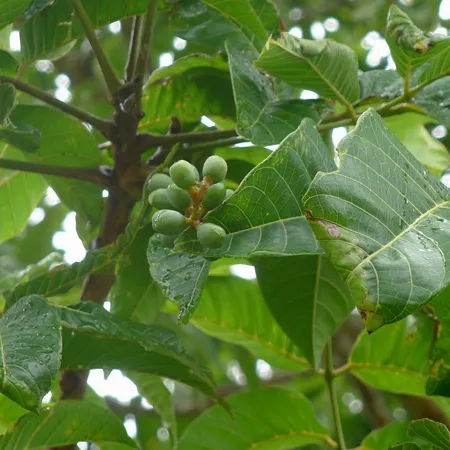 Elemi Therepeutic Grade Oil 1