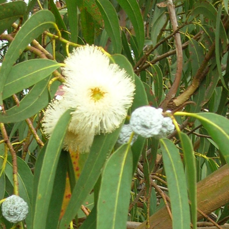 Eucalyptus Globulus oil - Certified Organic 