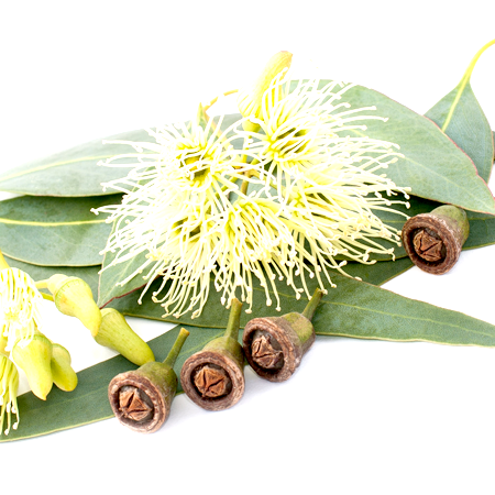 Eucalyptus Lemon Essential Oil Brazil