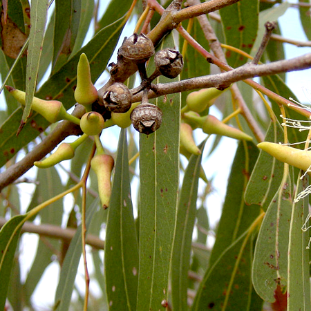 Eucalyptus Lemon Essential Oil India