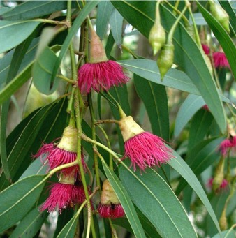 Eucalyptus Essential Oil Radiata