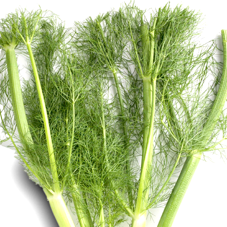 Fennel Sweet Essential Oil