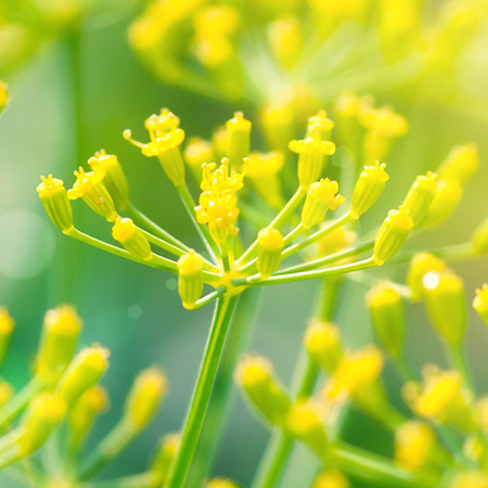 Fennel Sweet oil - Certified Organic 