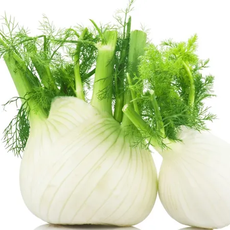 Fennel 1