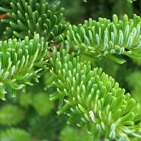 Fir Balsam Organic Essential Oil 1