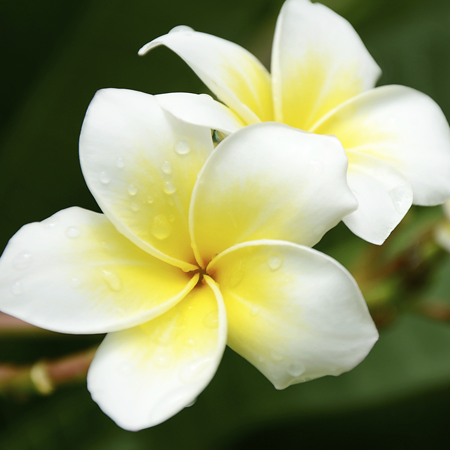 Frangipani Oil 