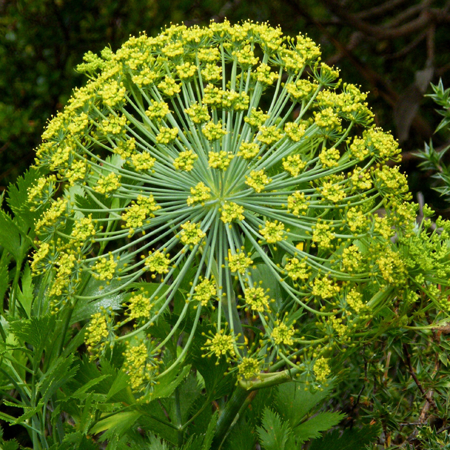 Galbanum Essential Oil