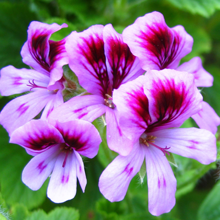 Geranium Essential Oil Moroccan