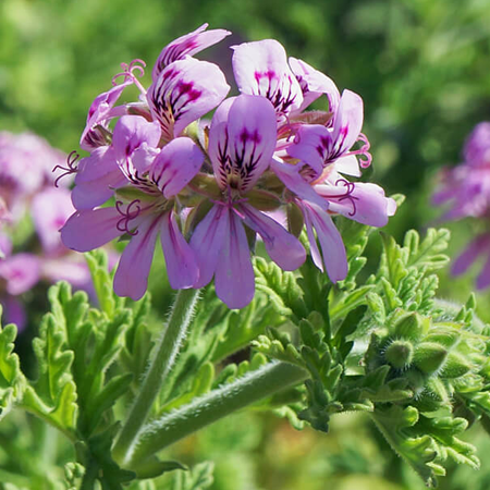 Geranium Hydrosol Pure And Natural Floral Waters