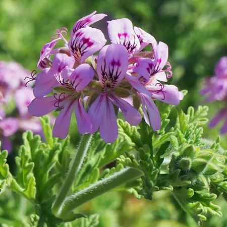 Geranium Hydrosol Pure And Natural Floral Waters 1