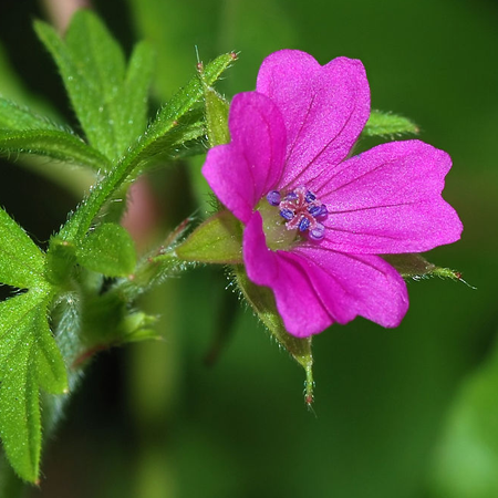 Geranium oil (Egypt) - Certified Organic 