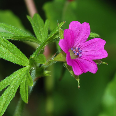 Geranium Co2 Extract Oil