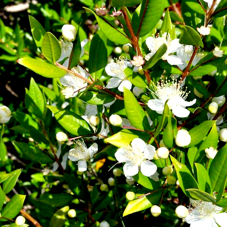 Green Myrtle Oil