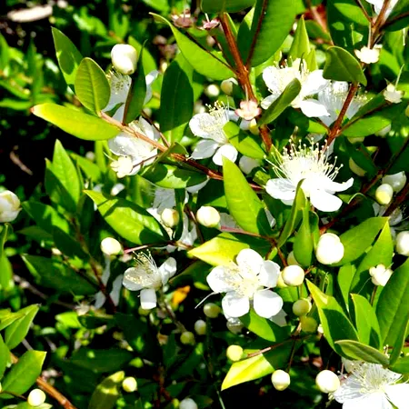 Green Myrtle Oil 1