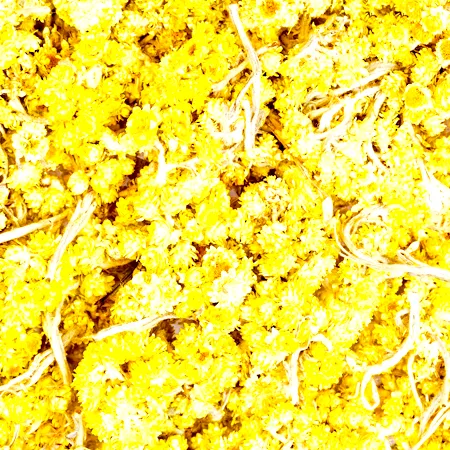 Gurjun Balsam Oil 1