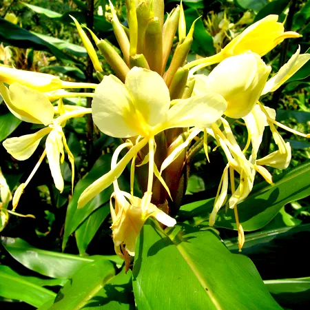 Hedychium Essential Oil 1