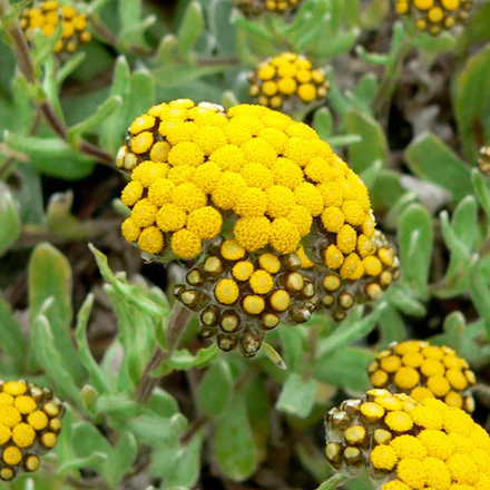 Helichrysum Therepeutic Grade Oil 1