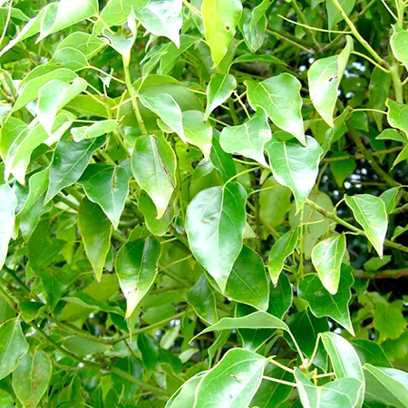 Ho Wood Essential Oil 1