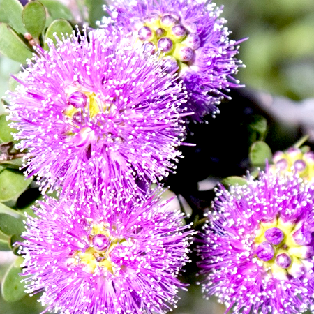 Honey Myrtle (Melaleuca teretifolia)