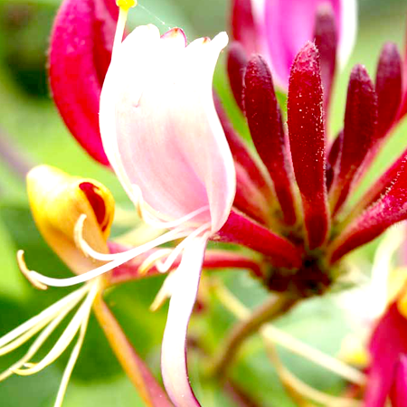 Honeysuckle Essential Oil  Vital Living Herbs And Nutrition