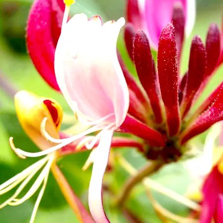 Honeysuckle Natural Essential Oil 1