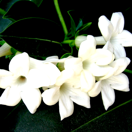 Jasmine Essential Oil