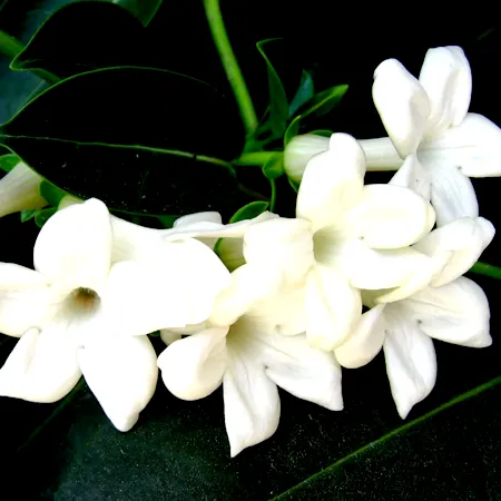 Jasmine-Essential-Oil.webp