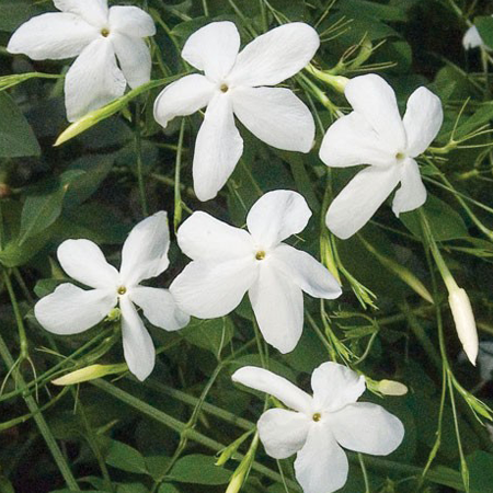 Jasmine Grandiflorum Pure Floral Waters
