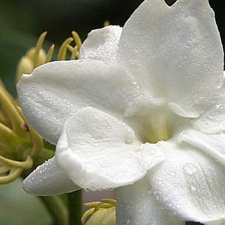 Jasmine Sambac Pure & Natural Floral Waters