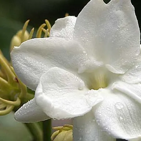 Jasmine Sambac Pure & Natural Floral Waters 1