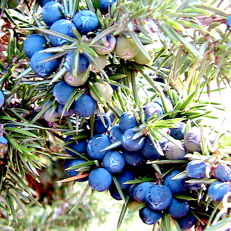 Juniper Berry Essential Oil Egypt