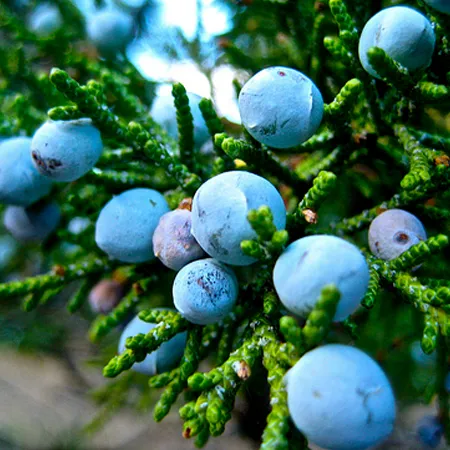 Juniper Berry Oil 1