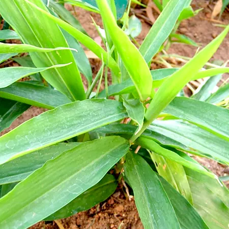 Kulanjan Oil 1