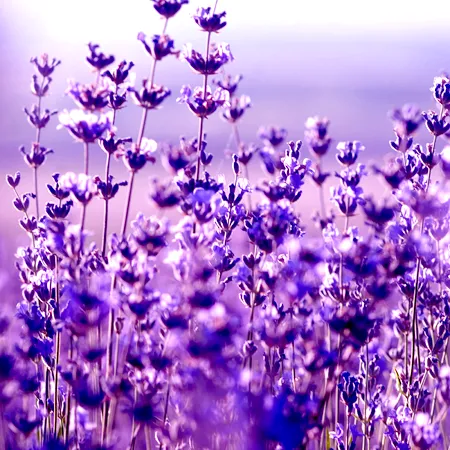 Lavandin Essential Oil Abrialis