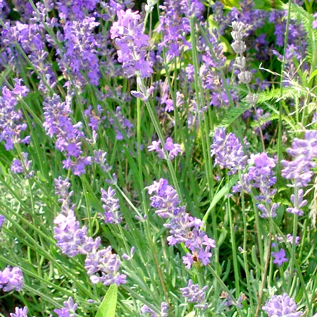 Lavandin Grosso Essential Oil 1
