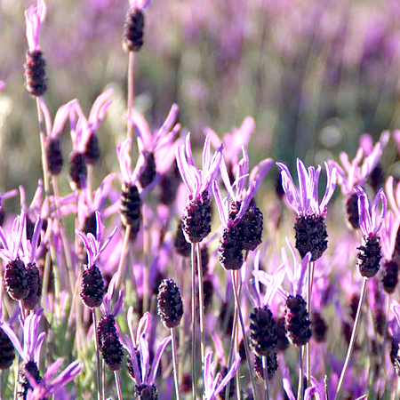 Lavender Essential Oil French