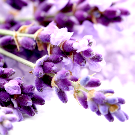 Lavender Essential Oil 40/42