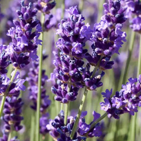 Lavender Hydrosol Pure & Natural Floral Waters 1