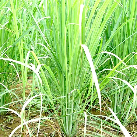 Lemongrass Essential Oil 1