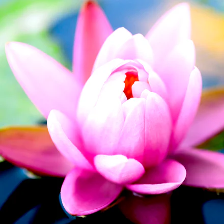 Lotus Essential Oil 1
