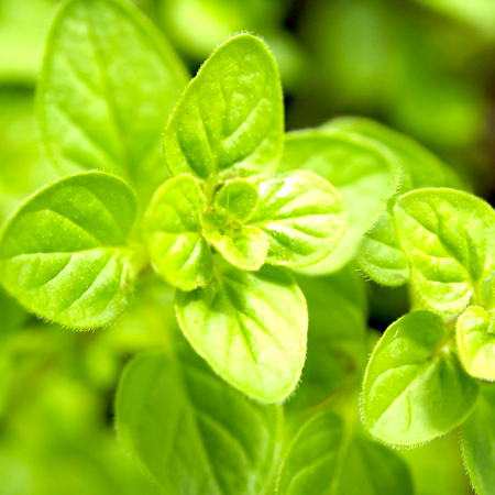 Marjoram Essential Oil Sweet