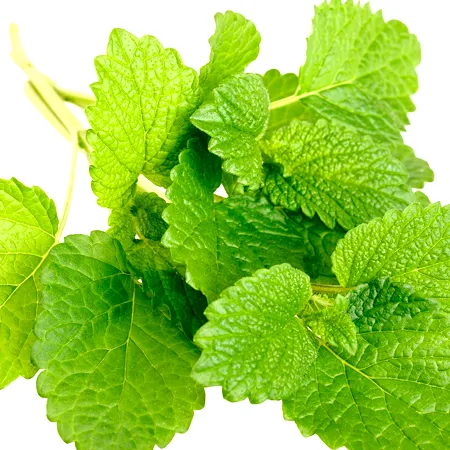 Melissa Leaf Essential Oil 1