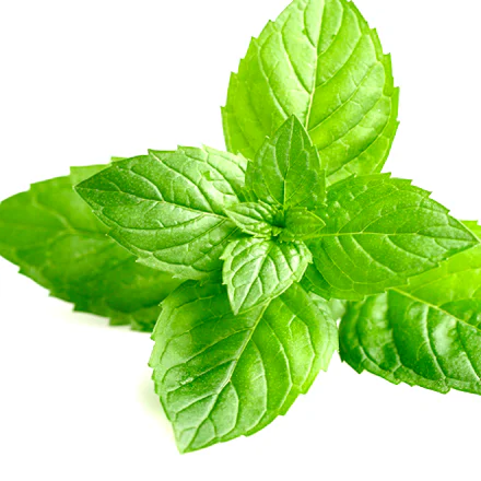 Mint Oil 1