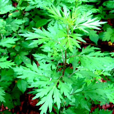 Mugwort Oil 1