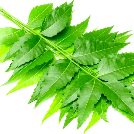 Neem Natural Essential Oil 1