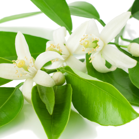 Neroli Egypt Essential Oil