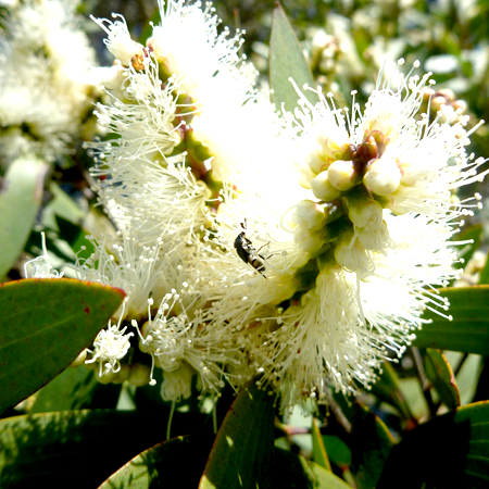 Nerolina Australian Essential Oil