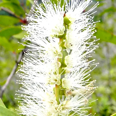 Niaouli Essential Oil 1