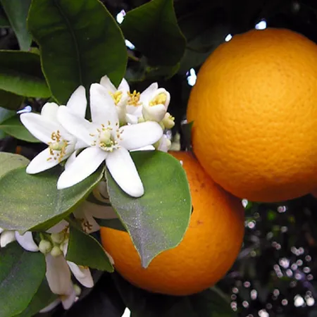 Orange Blossom Hydrosol Pure Floral Waters 1